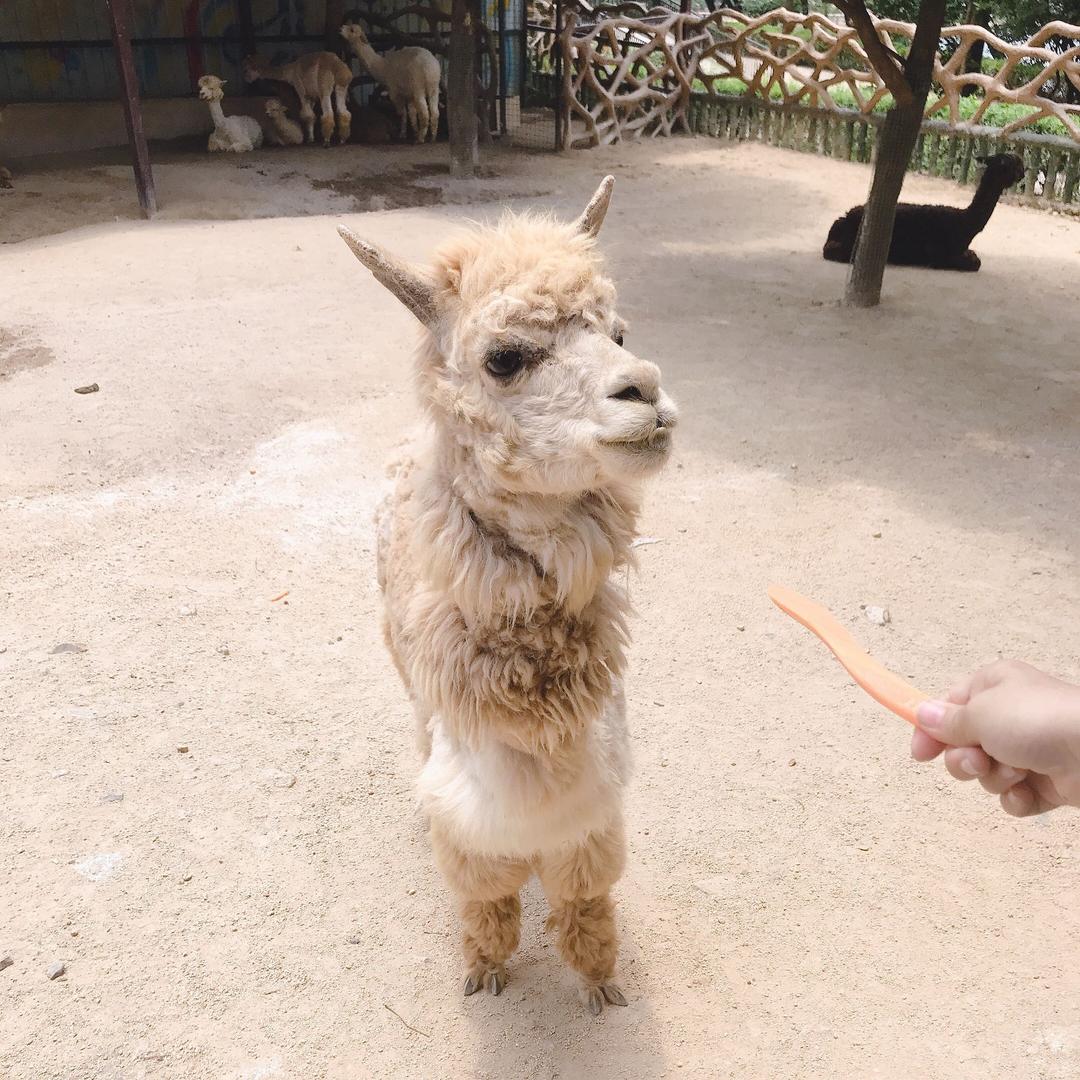 大轩小杰
