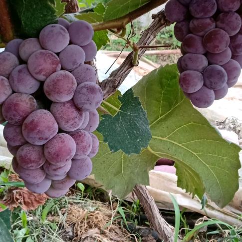 王伟葡萄种植家庭农场