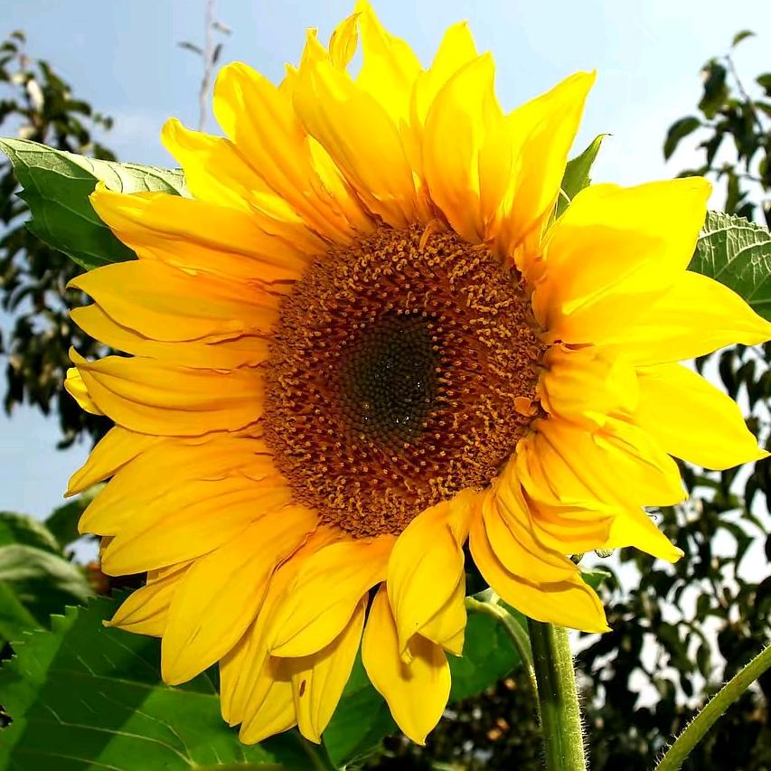 水果地带龙湾半岛店红红🌻