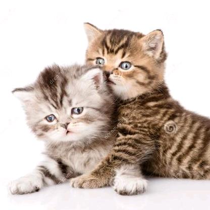 没心没肺活着不累