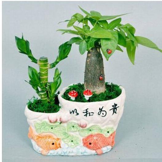 沽源县凤霞牛骨王