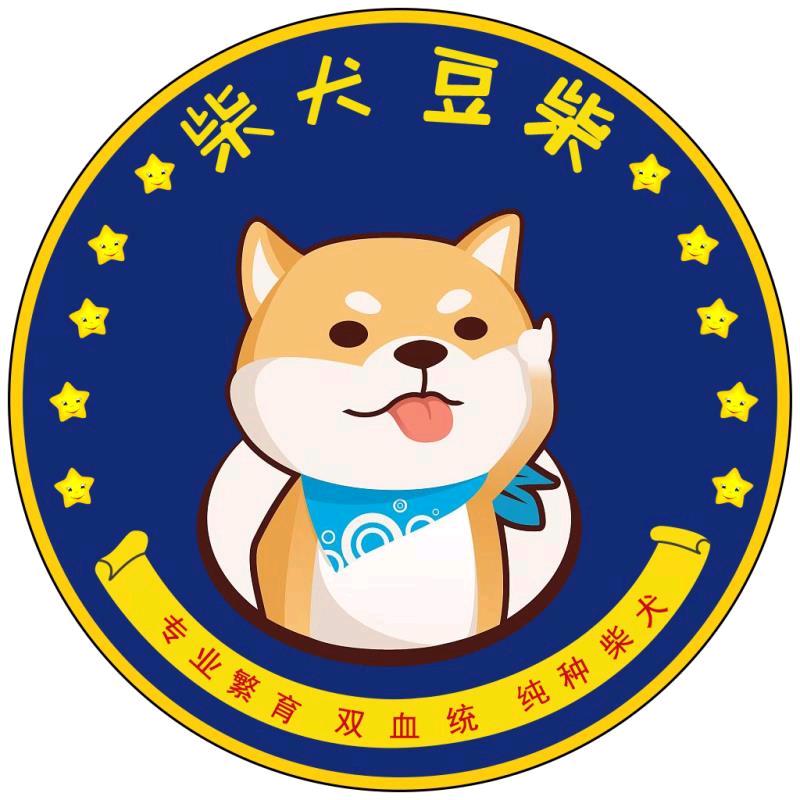 天子柴犬