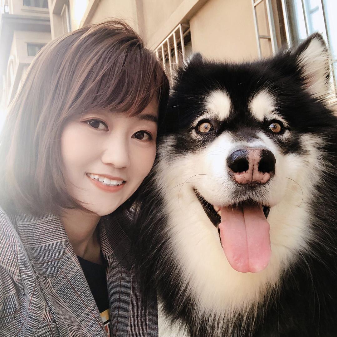 王子是一只阿拉斯加🐶