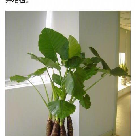 蓝天白云王清（王兰芳）