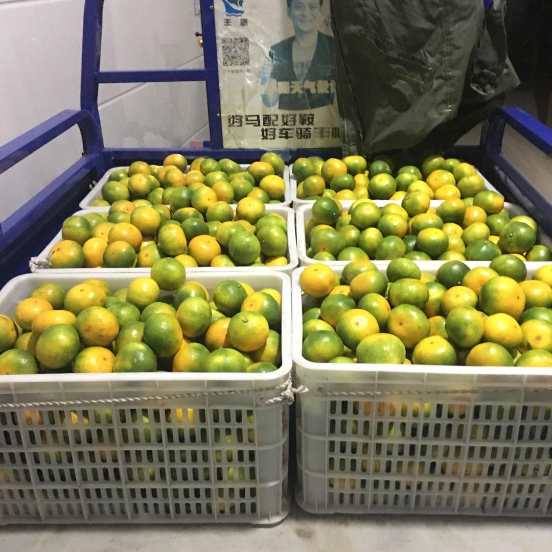 小团圆涌泉蜜桔