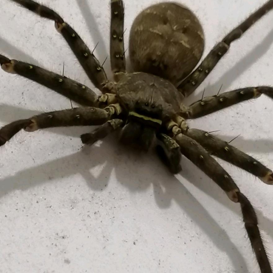 花随风飘