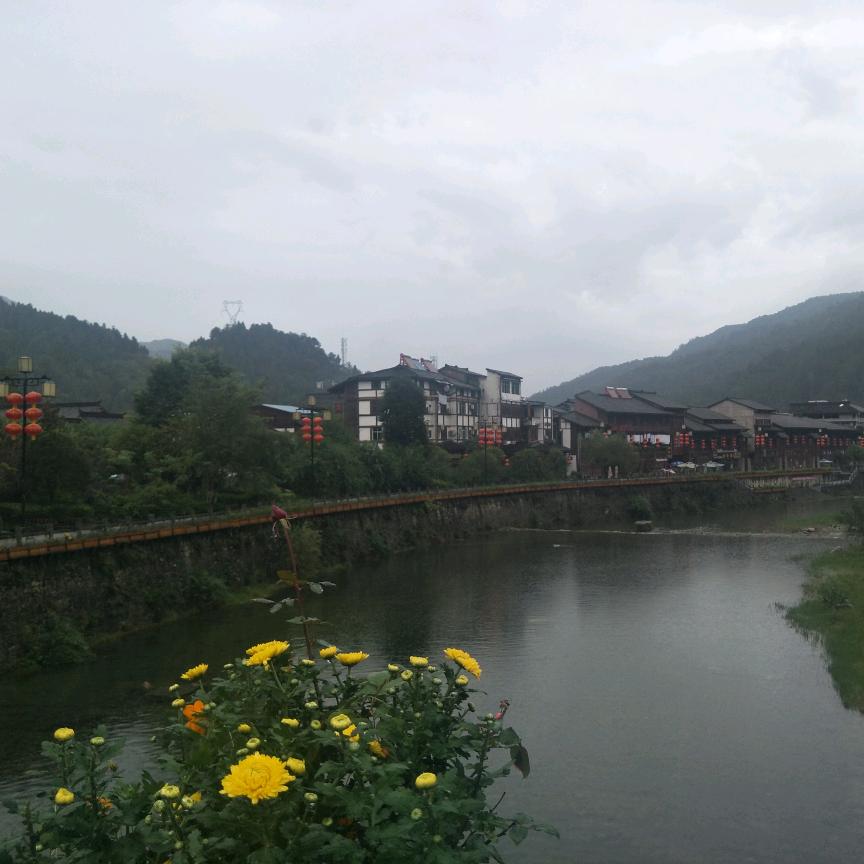 太阳花🌸🌸🌸