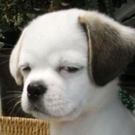 狗弟推荐