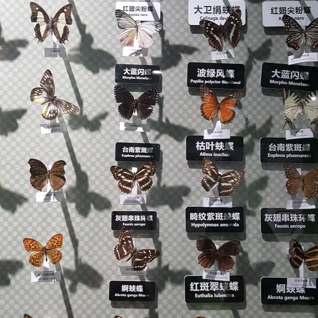 自由