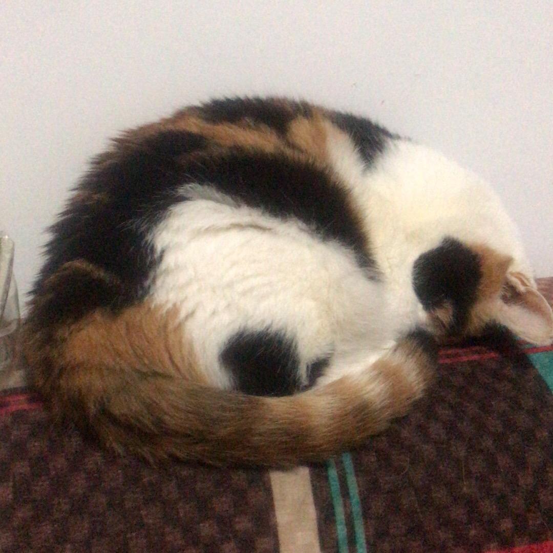 疯狂的婲貓