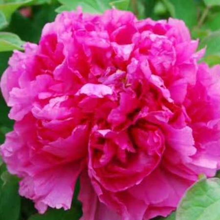 🌺蝶恋花🌺