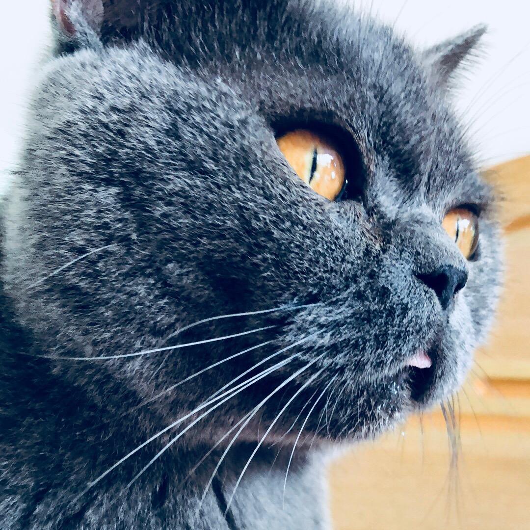 北方的狼