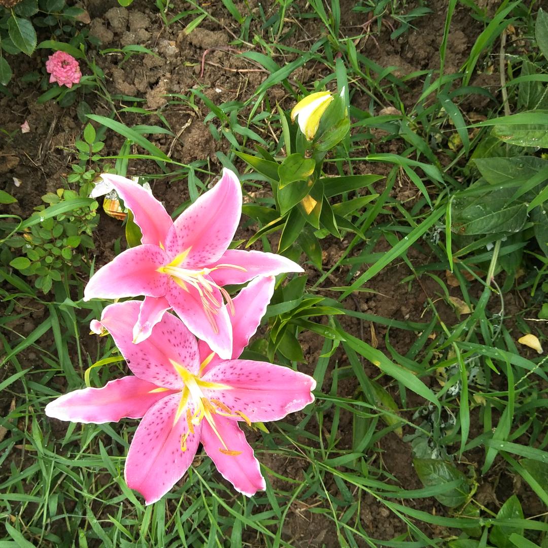 彩虹。