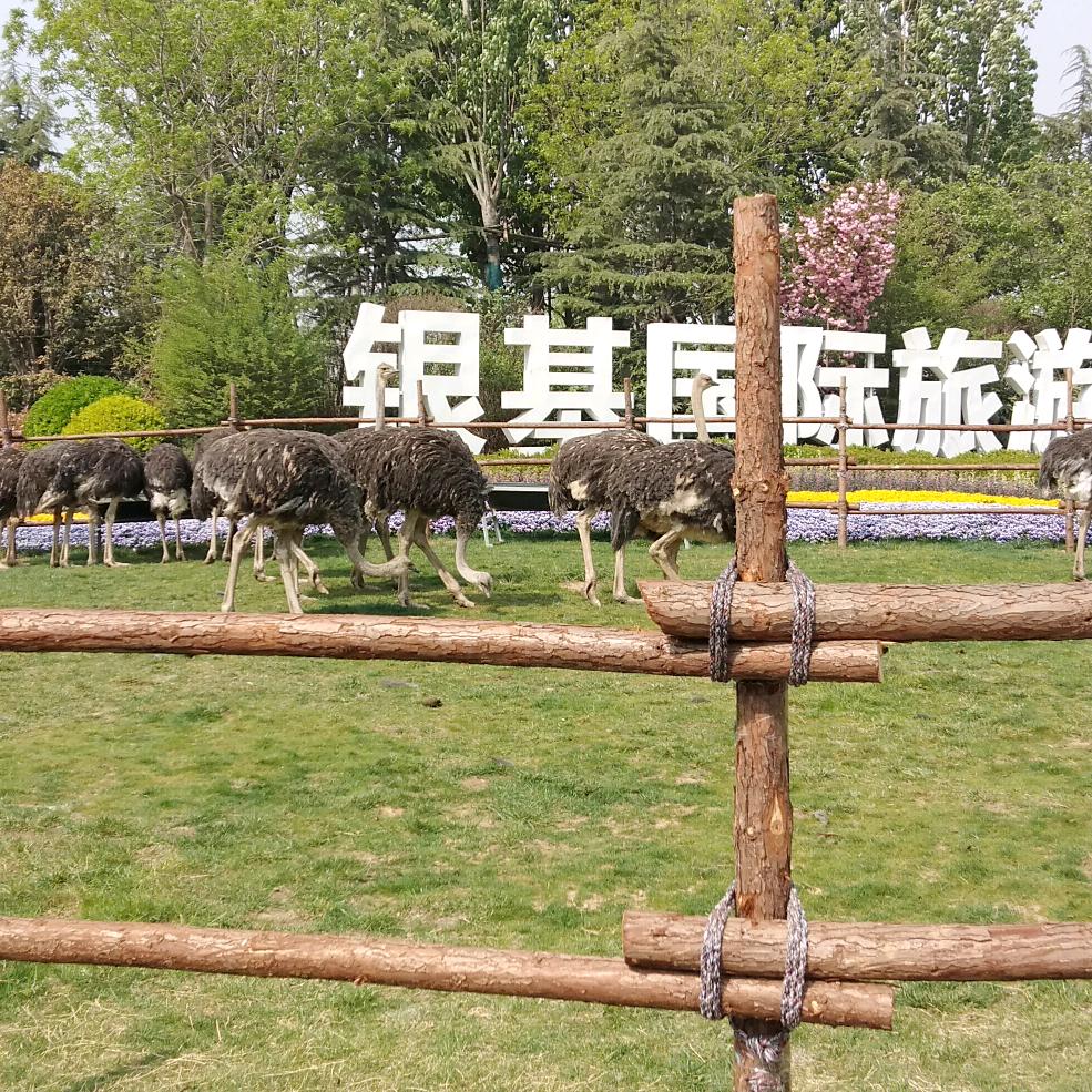 张顺利