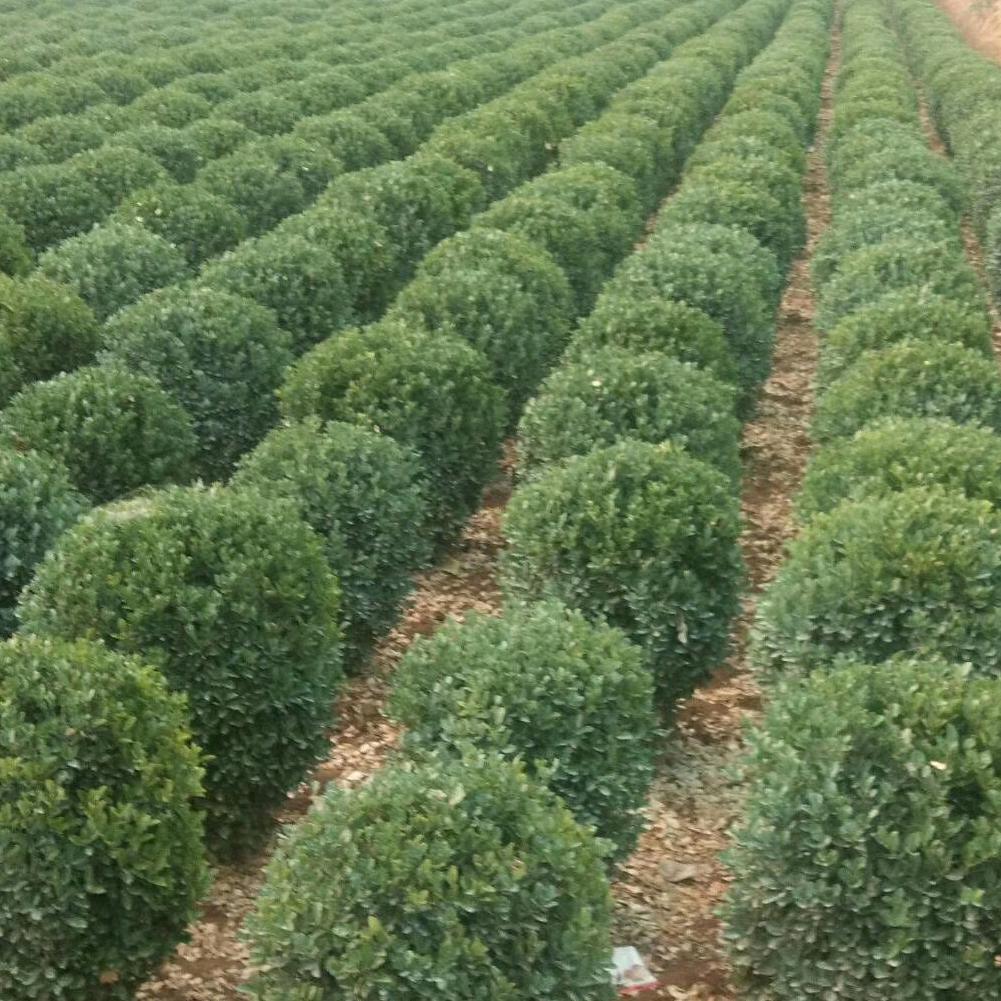 中国黄杨之乡阿杜（昶永园林）