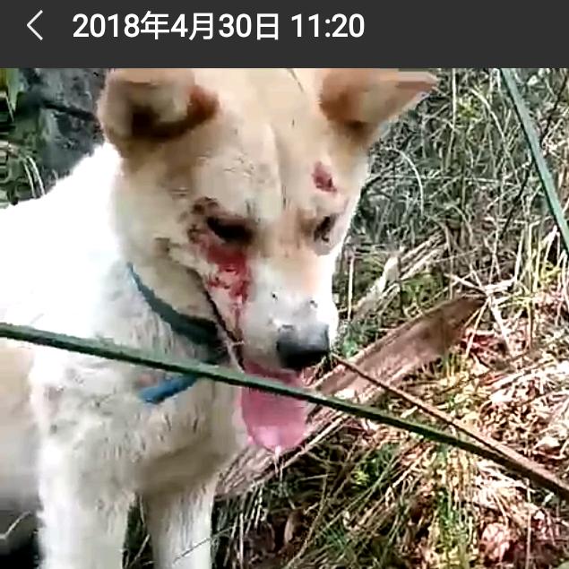 好大个烟锅巴。拿不翻。