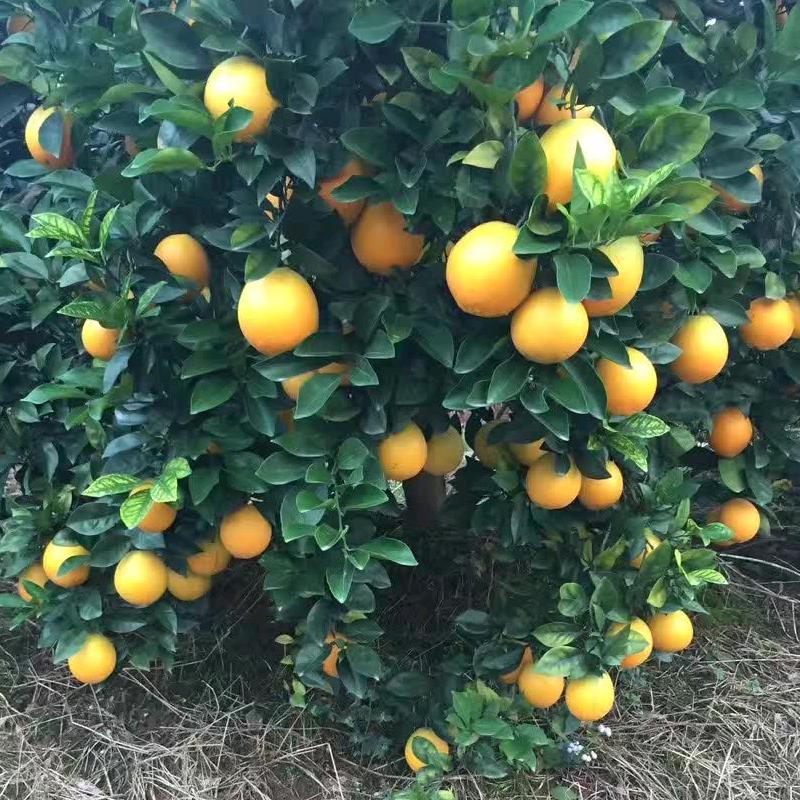 赣南脐橙康师傅果品