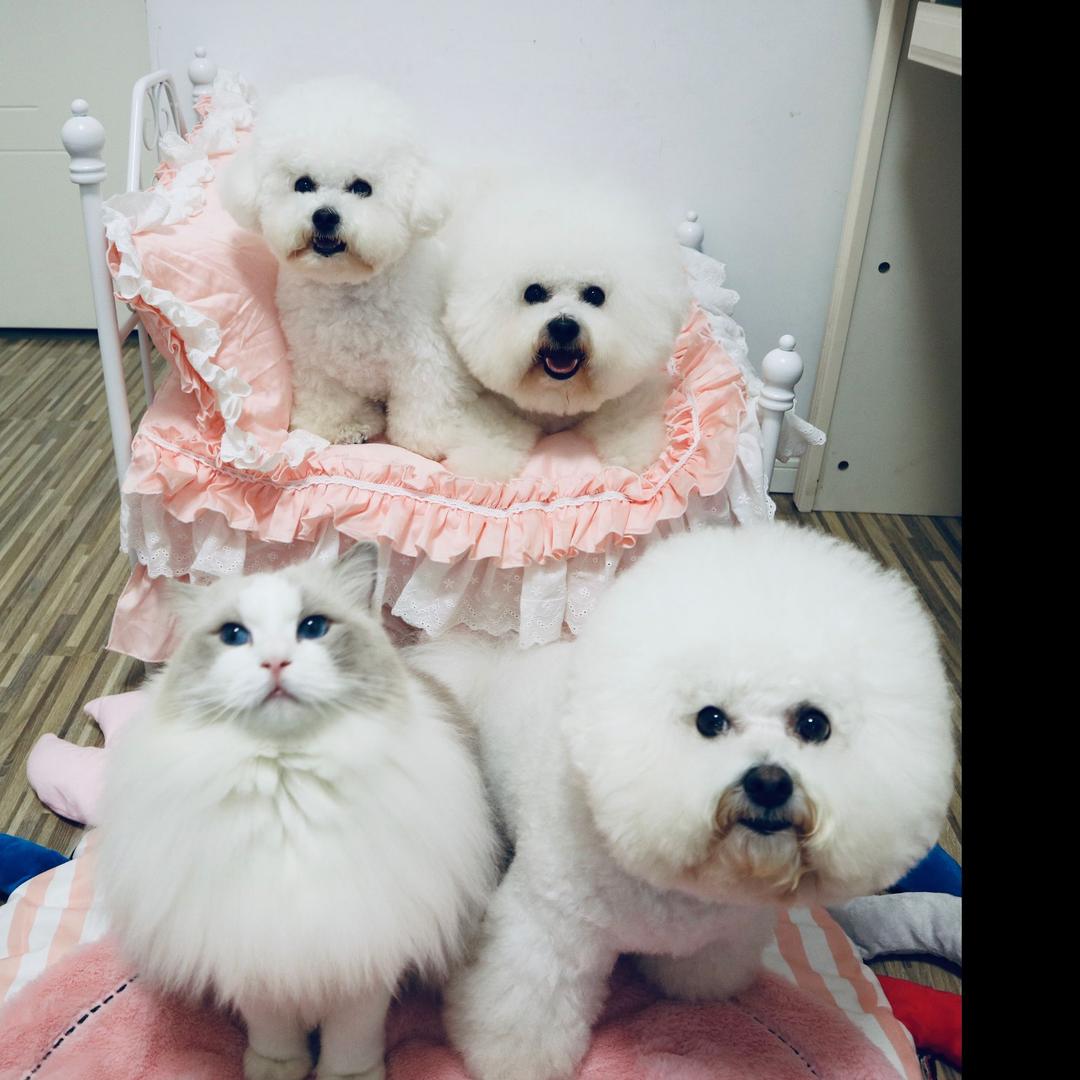 酱油宠物点妈