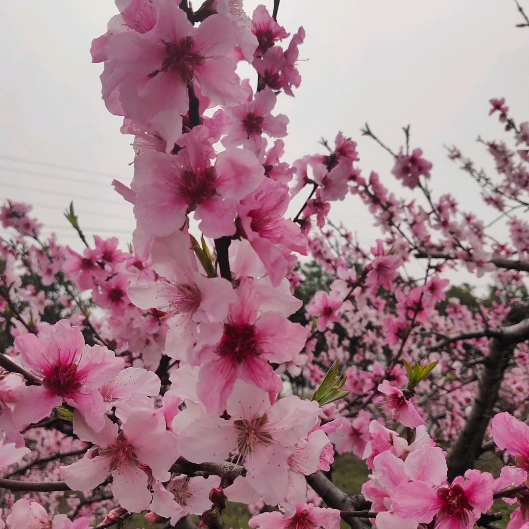 封心锁爱