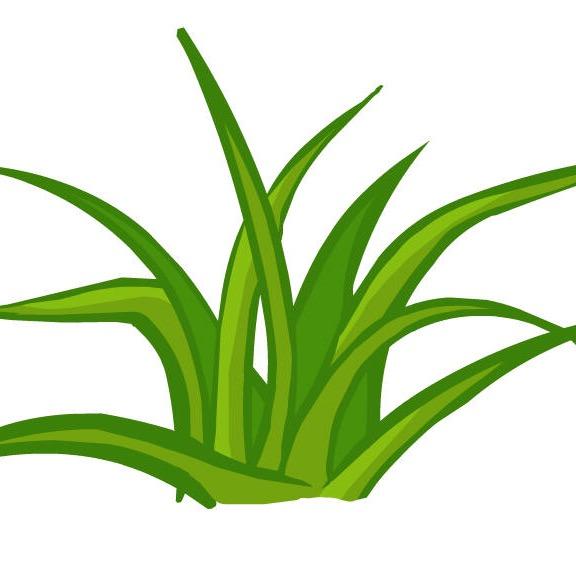 CF小绿草