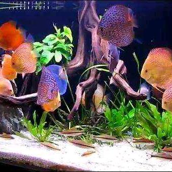 彩色水族