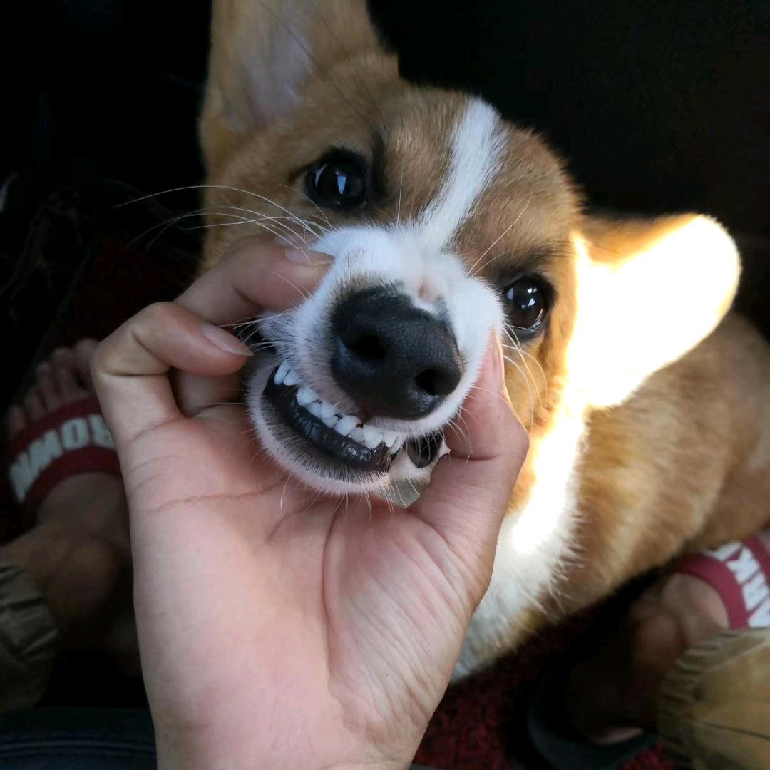 弃拐弃拐真弃拐