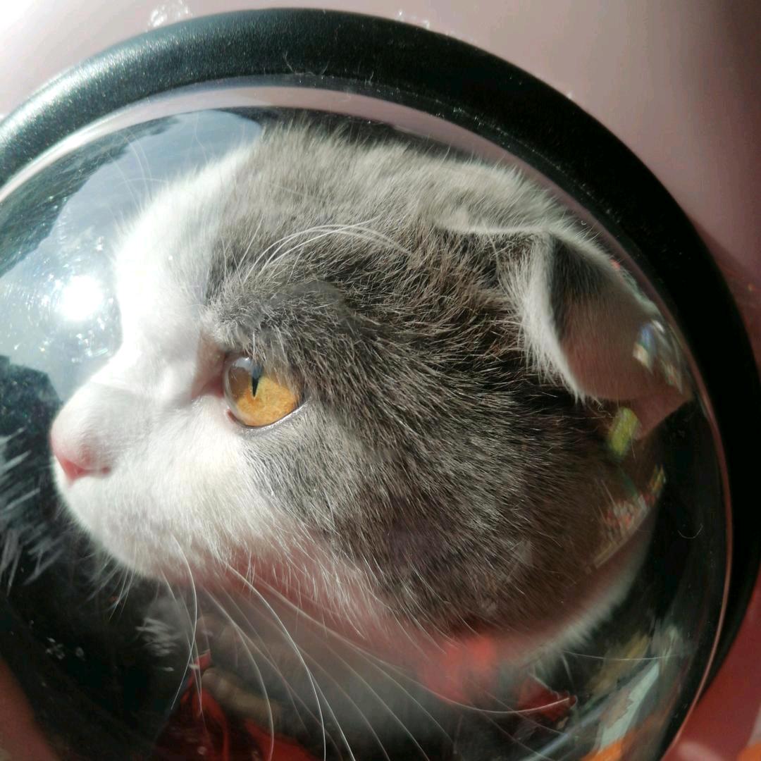 貔恘😹大神兽