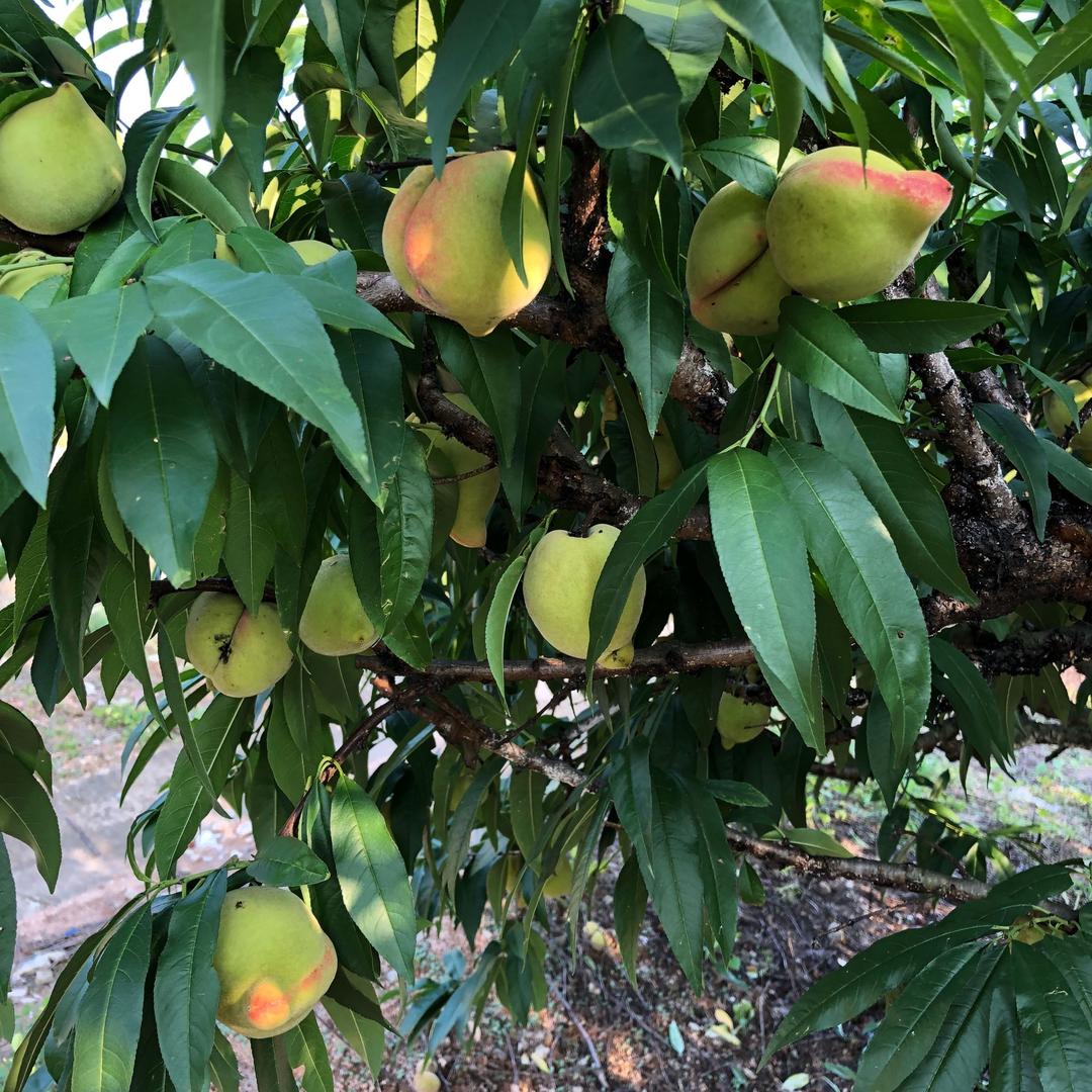 深圳市深明义电子