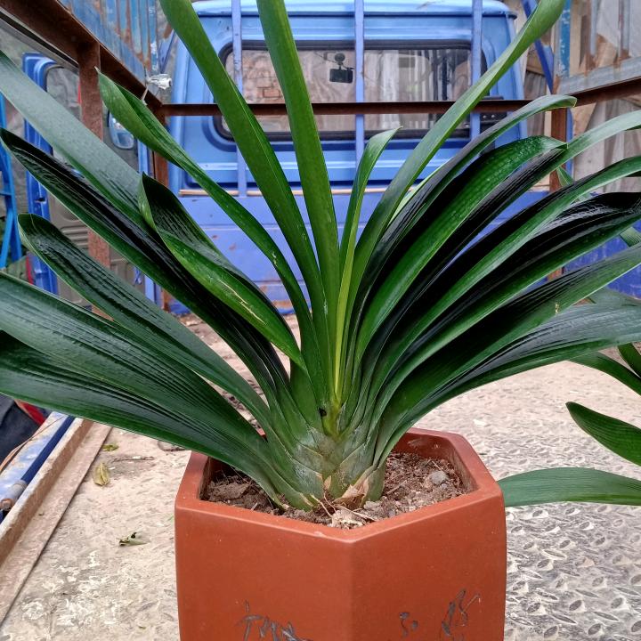 成飞花卉种植（管成飞）