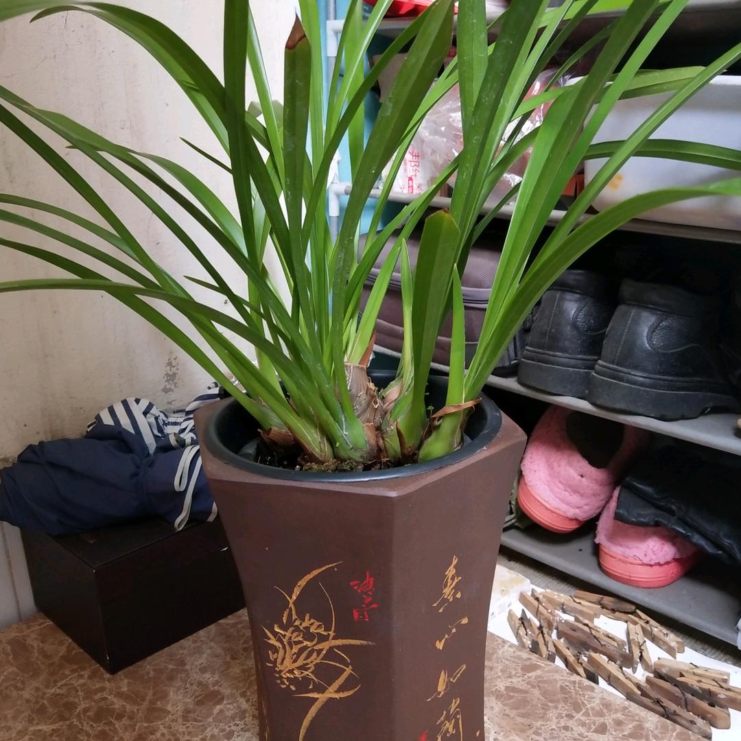 蔡三