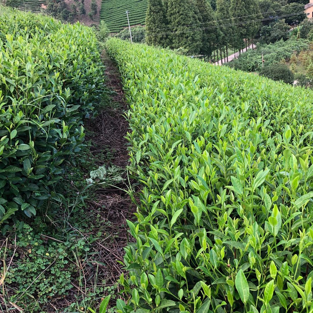 执着“双减”的种茶人❤️