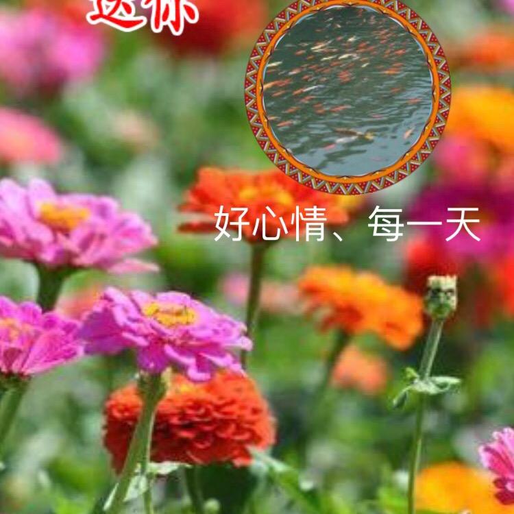 靠海魅簇