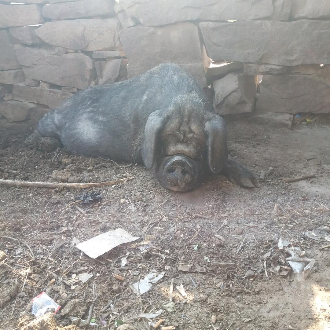 丛林越野猪🐷