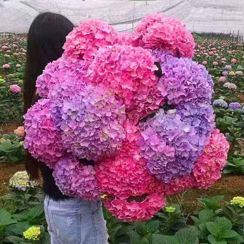 狂飙凌霄花