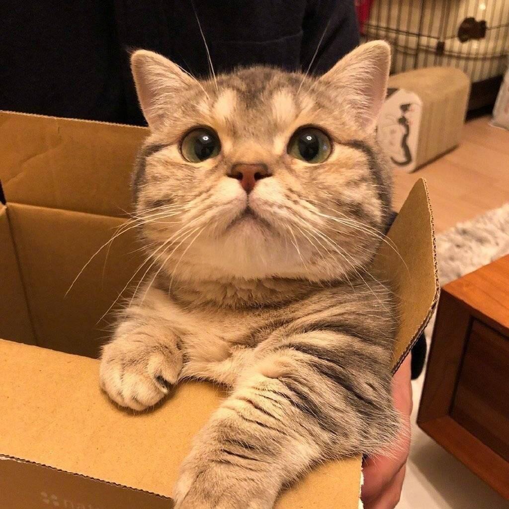 可乐加冰