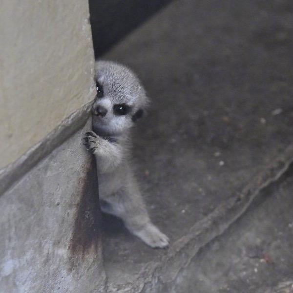 偶尔暴躁的射手座