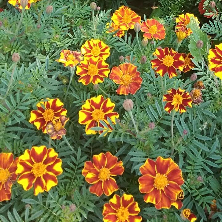 雨荷。户9683365699476