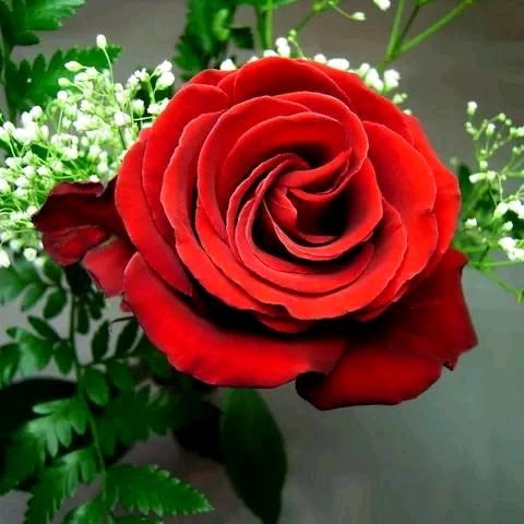 🌹红玫瑰🌹