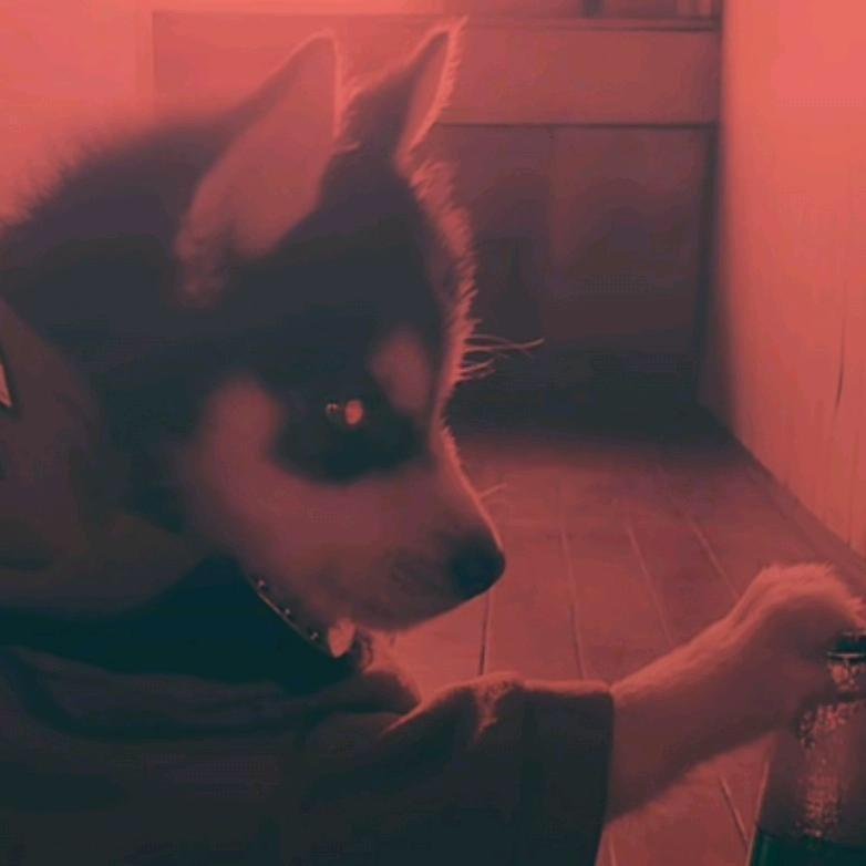 梦奇不moki