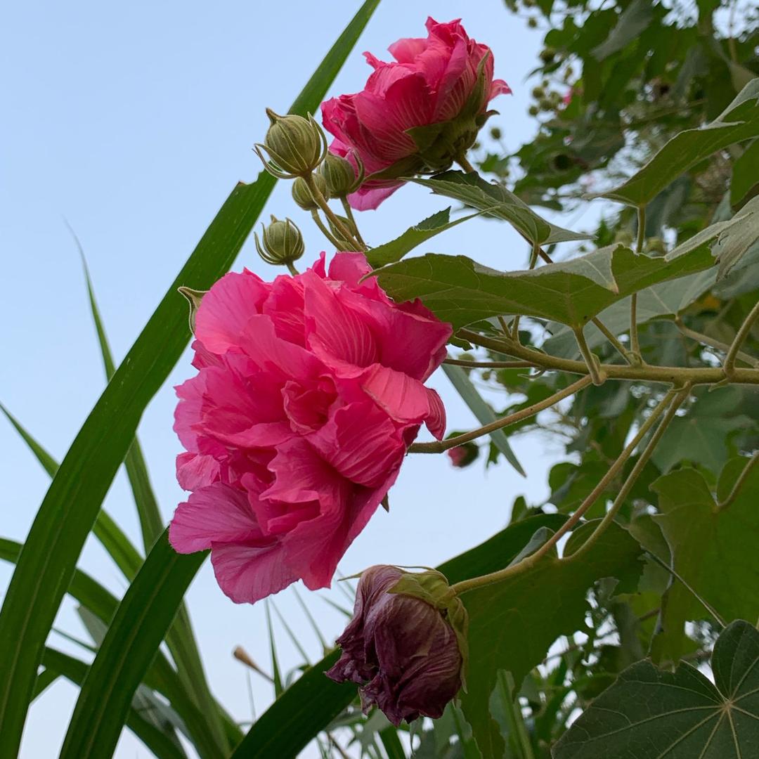 梵纯绿植旗舰店