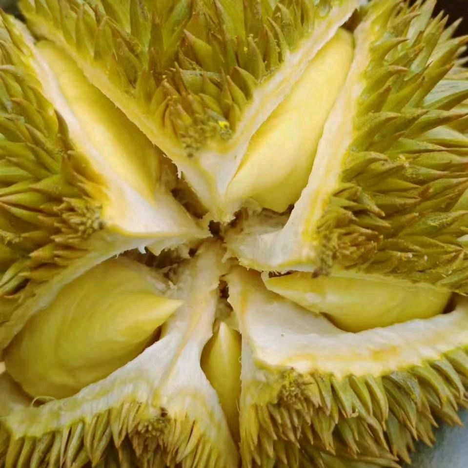 榴莲哥（认真做榴莲）