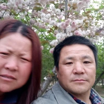 崔怀树