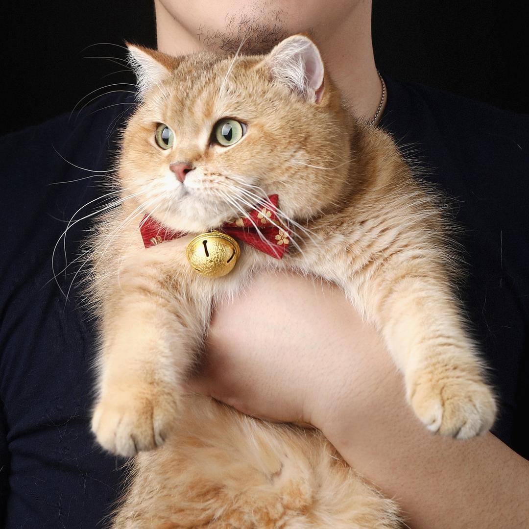 金色猫父