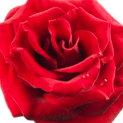 红玫瑰