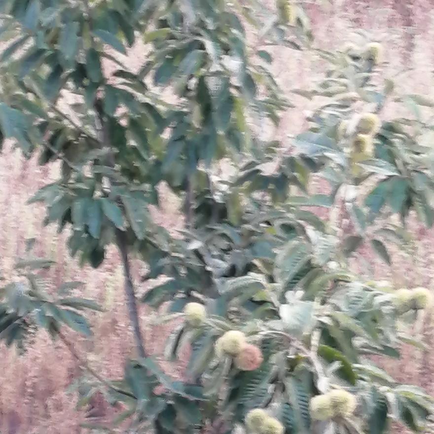石炳磊