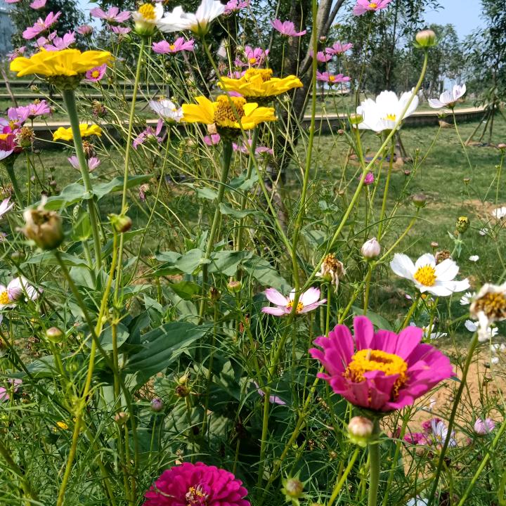 英姐🌹《诚信回赞》拒聊