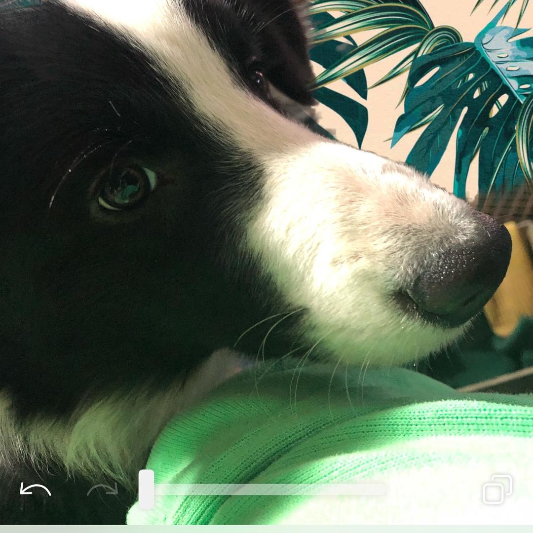 豆豆超可爱🐶