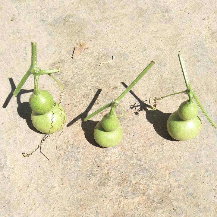 扒拉哥