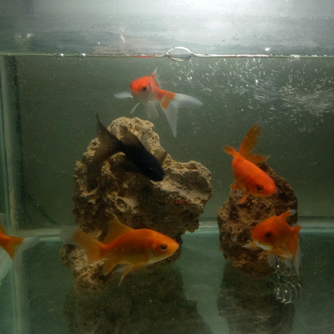 浪子