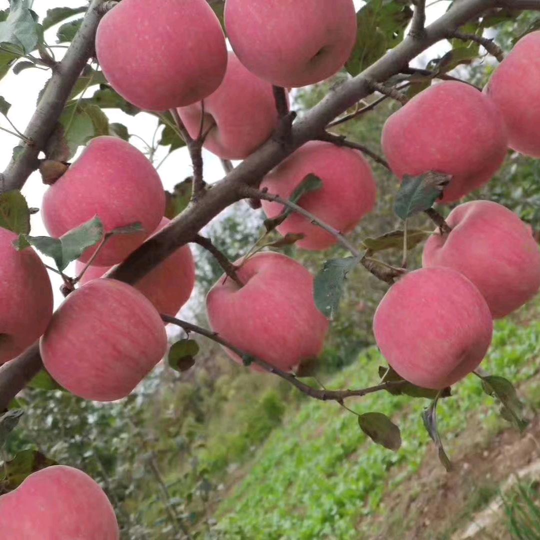 赵公子水果🍎🍑🍊